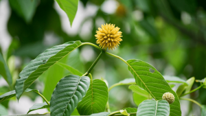 What is up with this crazy leaf strain! Everything you need to know about elephant Kratom